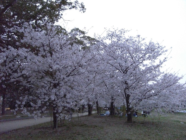 Cherry blossoms in Maizuru Park